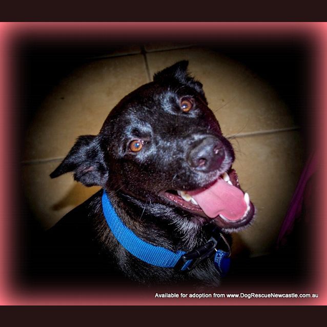 Photo of Oscar (On Trial ~25/9/14)