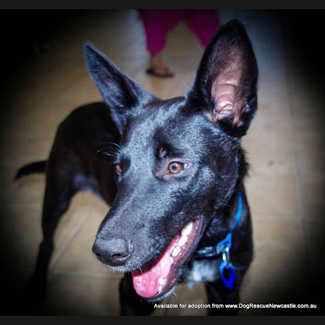 Photo of Oscar (On Trial ~25/9/14)