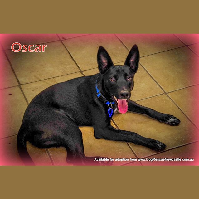 Photo of Oscar (On Trial ~25/9/14)