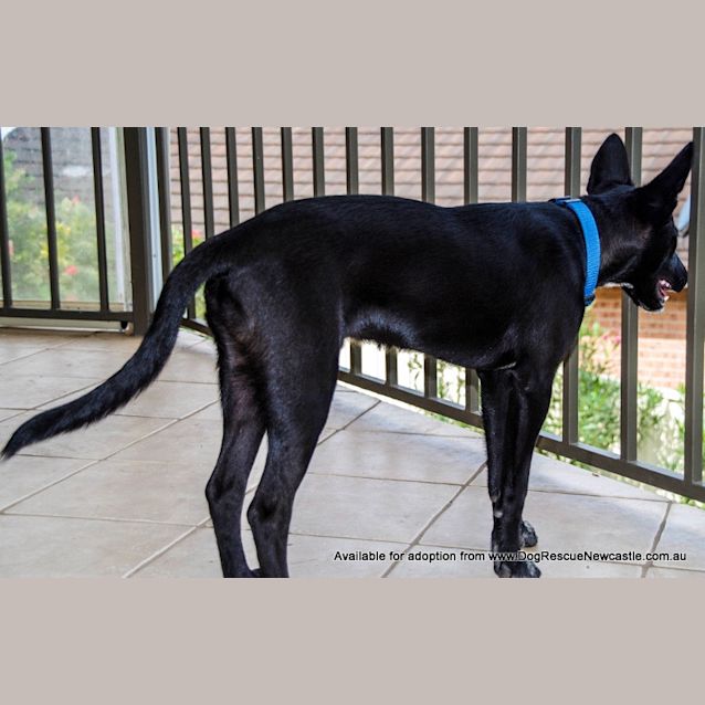 Photo of Oscar (On Trial ~25/9/14)