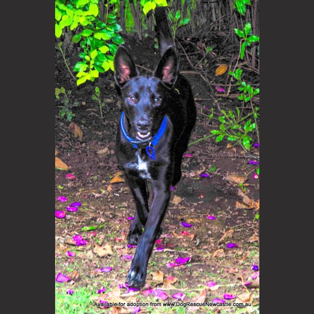 Photo of Oscar (On Trial ~25/9/14)