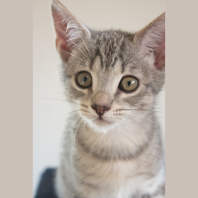 Photo of Grey Girl 2