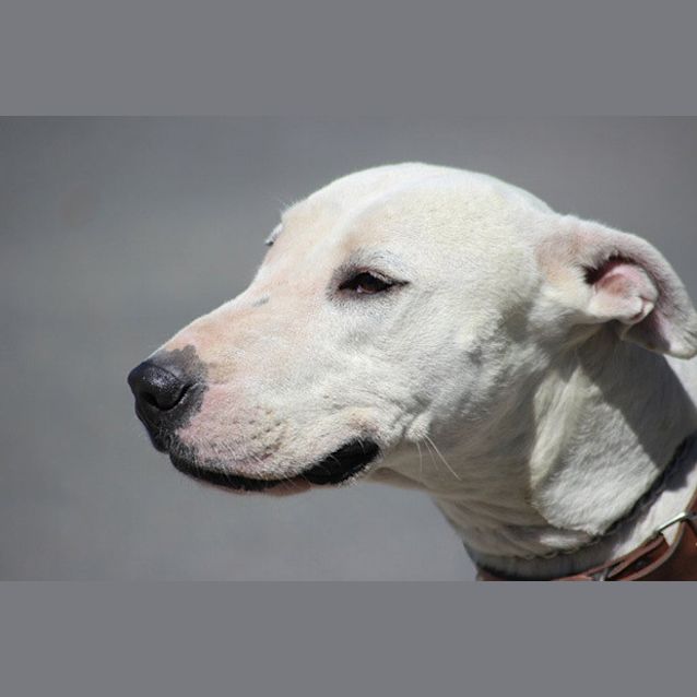 Photo of Willow
