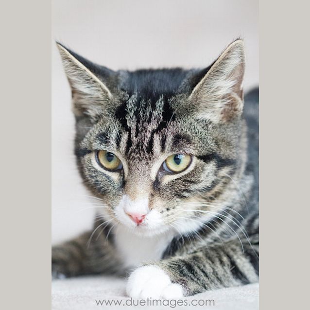 Photo of Fausto