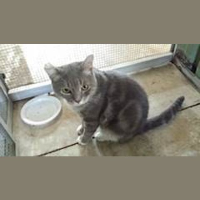 Photo of Buster Blue