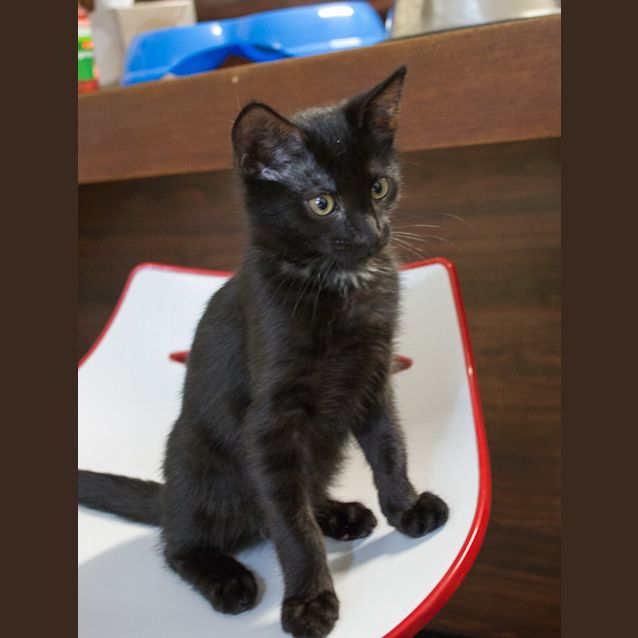 Photo of Simba 