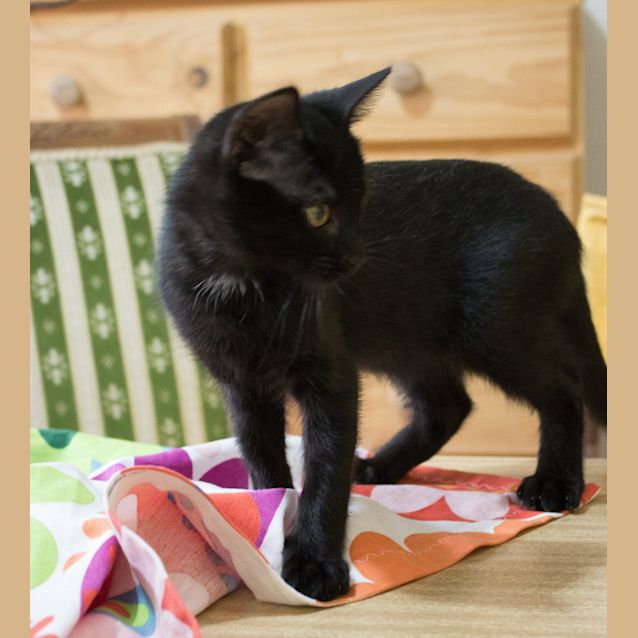 Photo of Simba 