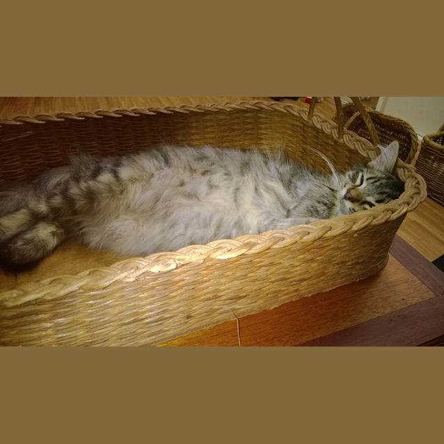 Photo of Louie