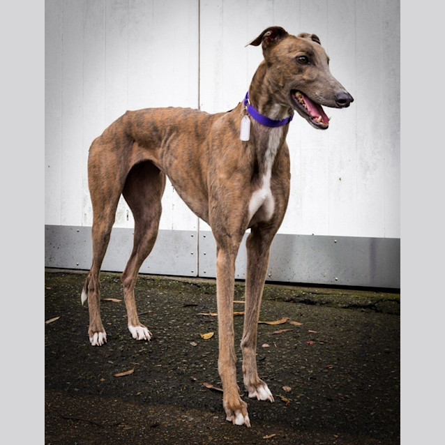 Photo of Lilly 3. On Trial