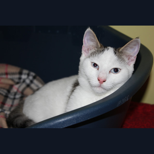 Photo of Poppy