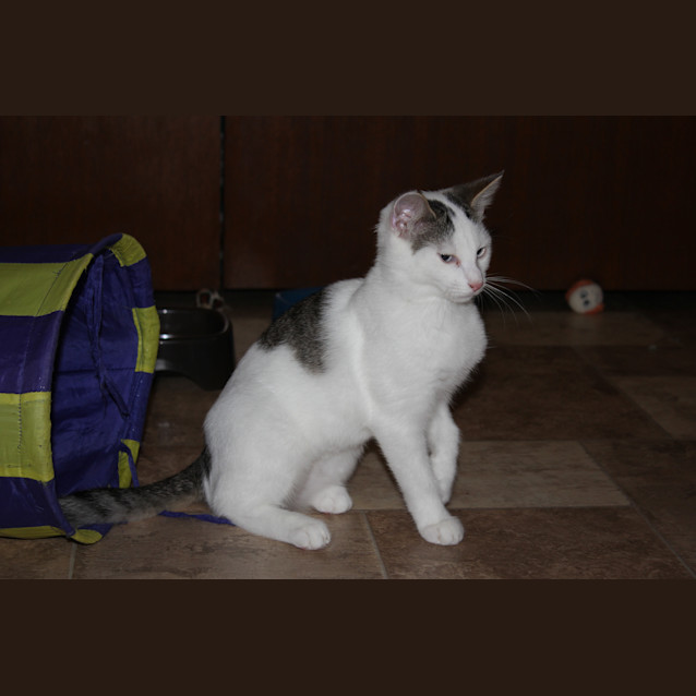 Photo of Poppy