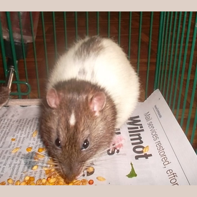 Photo of Reggie