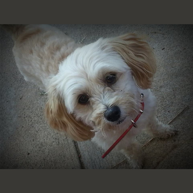 Photo of Ruffles