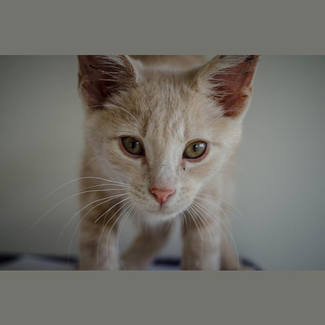 Photo of Razz
