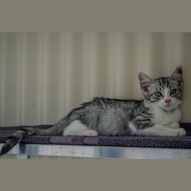 Photo of Gadget