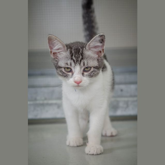 Photo of Watson