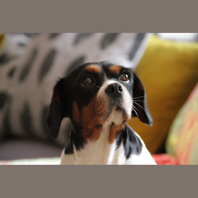 Photo of Bindi