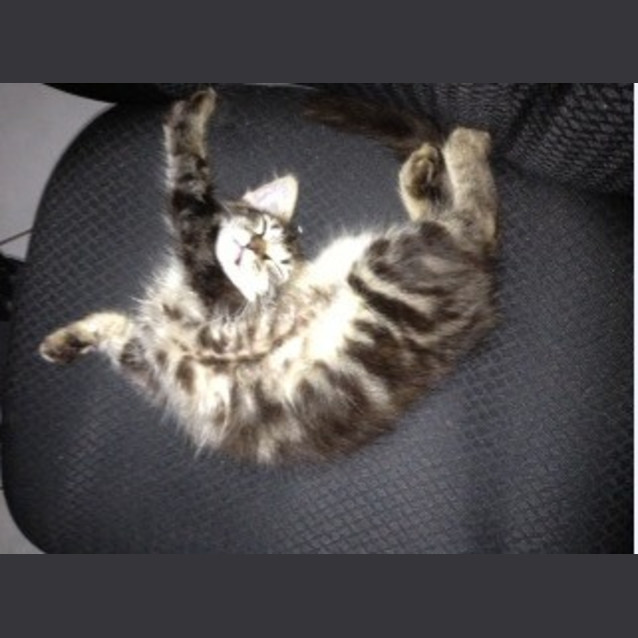 Photo of Missy