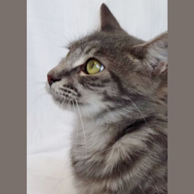 Photo of Misty