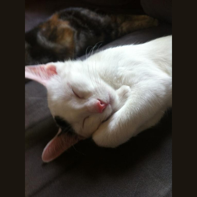 Photo of Dewy