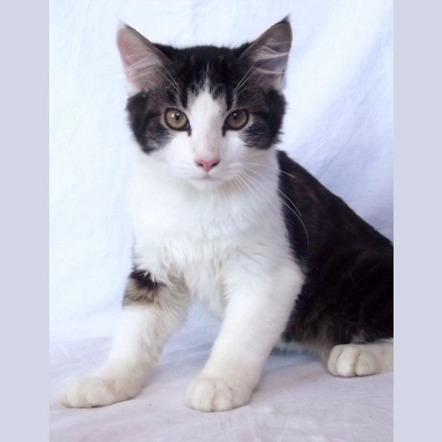 Photo of Smokey