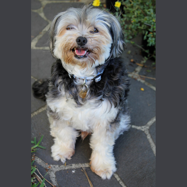 Photo of Scruffy