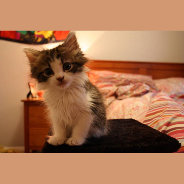 Photo of Ladybug   Not Available Until Mid April