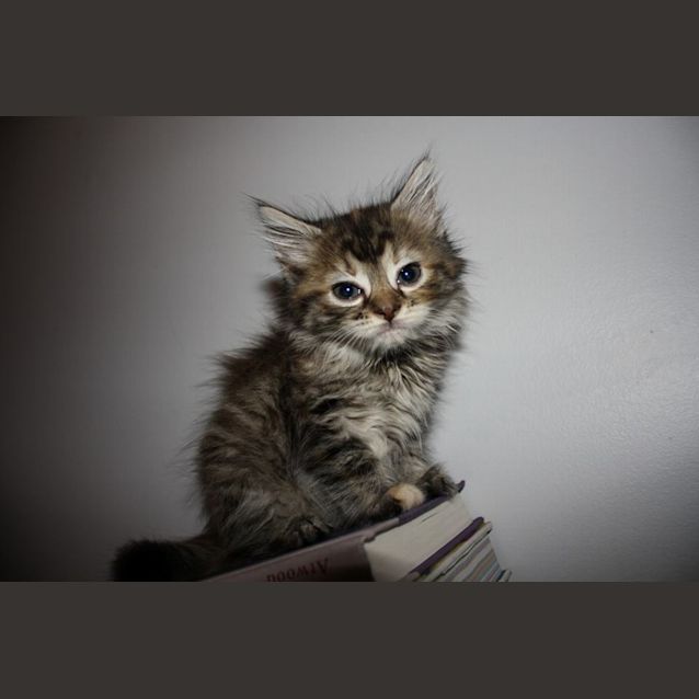 Photo of Cricket   Not Available Until Mid April