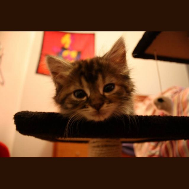 Photo of Cricket   Not Available Until Mid April