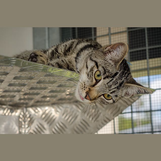 Photo of Rex