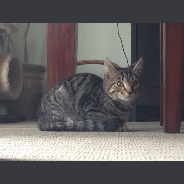 Photo of Tab (Is Ready To Go!)