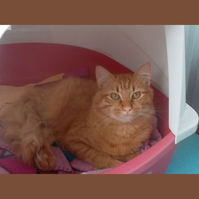 Photo of Basil