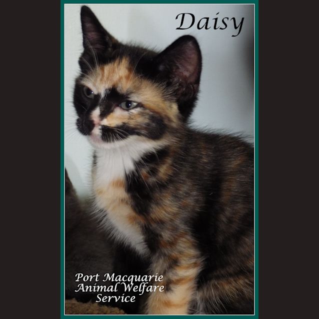 Photo of Daisy