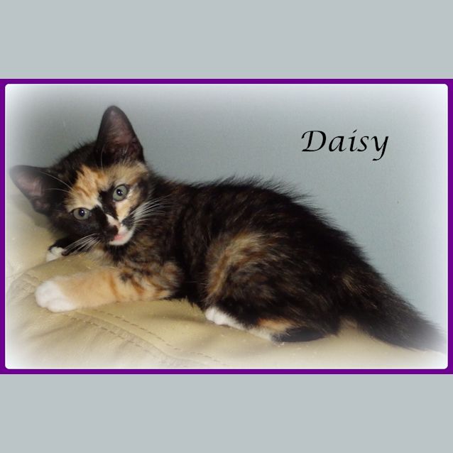 Photo of Daisy