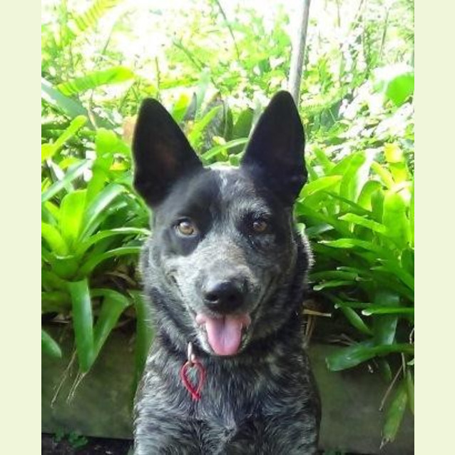 Photo of Blue Dog