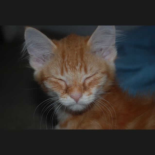 Photo of Timone