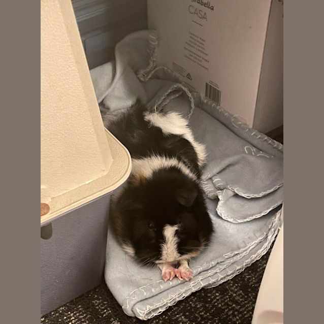 Photo of Mia & Peach