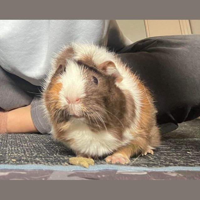 Photo of Mia & Peach