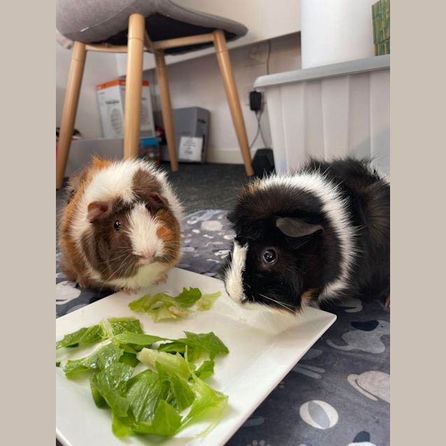 Photo of Mia & Peach