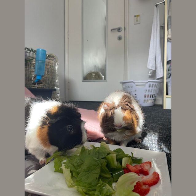 Photo of Mia & Peach