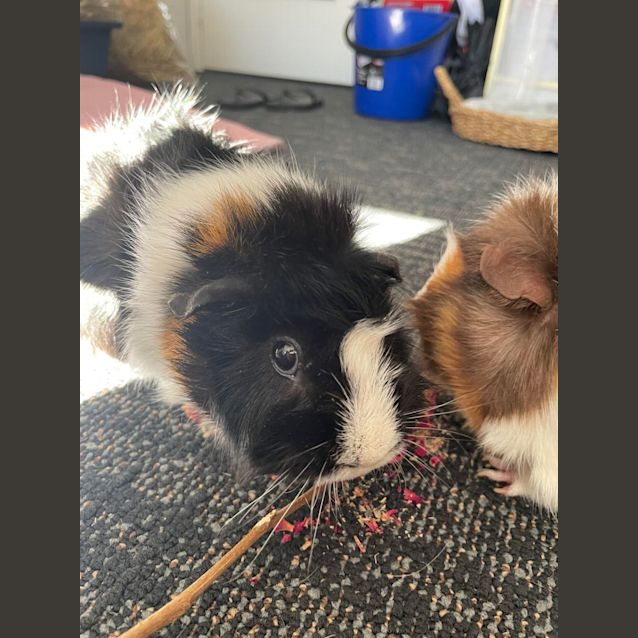 Photo of Mia & Peach