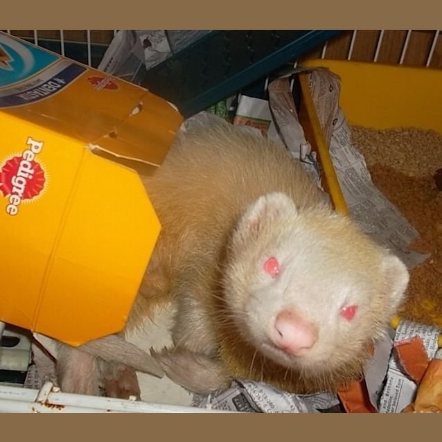 Photo of Frankie
