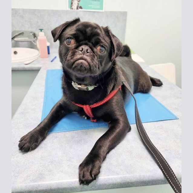 Photo of 🍮Pudding🍮