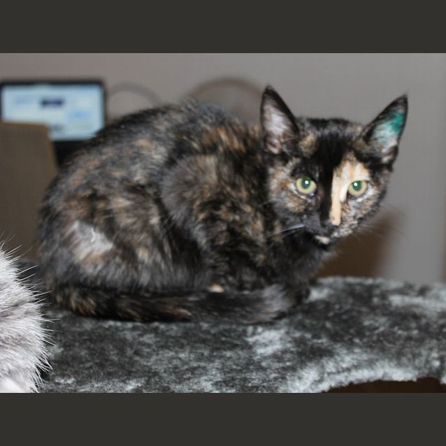 Photo of Bella