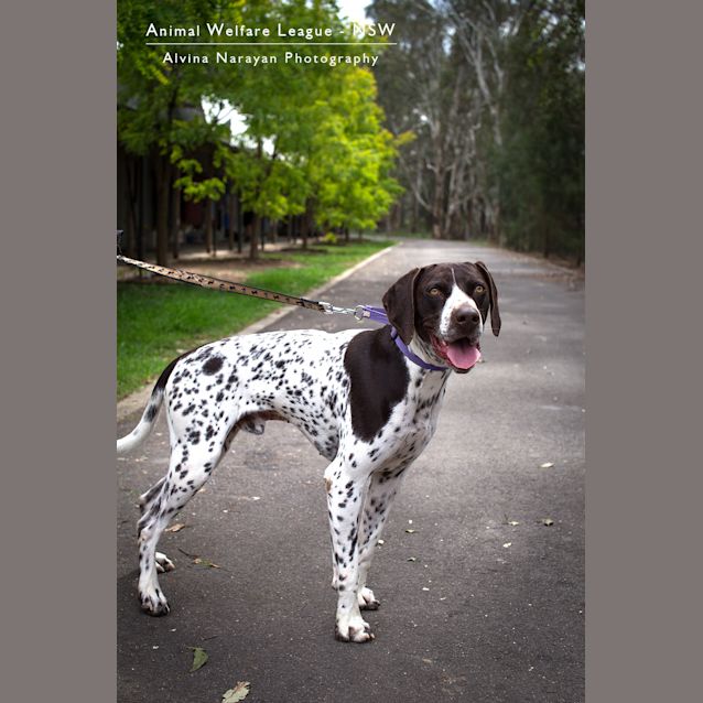 Photo of Darcy