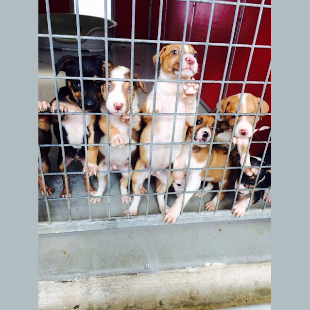 Photo of Puppies X 9