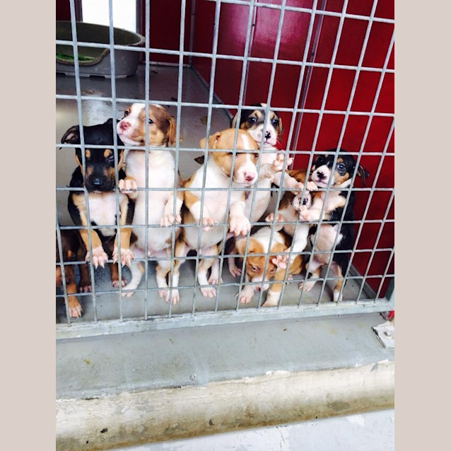 Photo of Puppies X 9