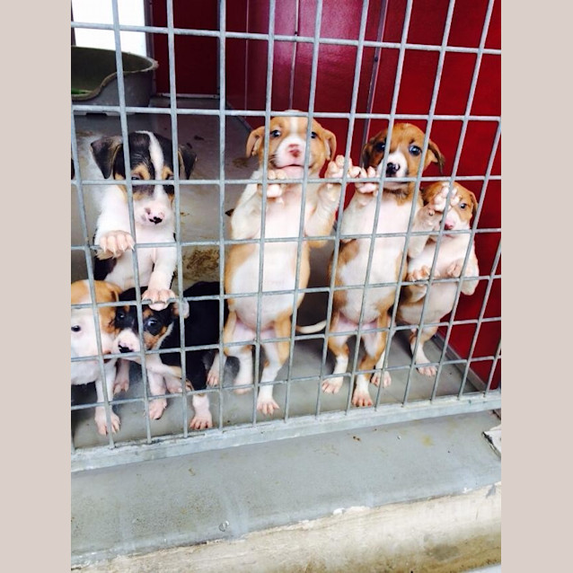 Photo of Puppies X 9