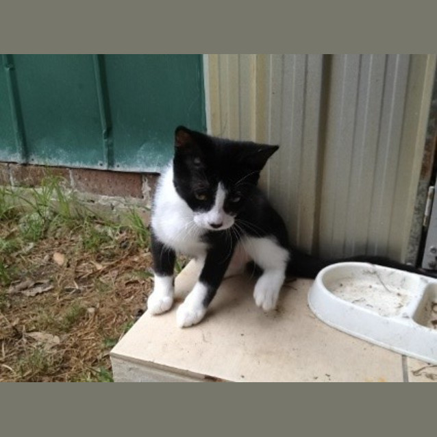 Photo of Annie (Squawks Pet Store)