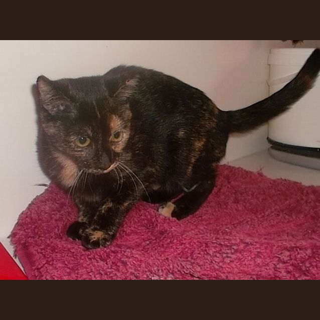 Photo of Freya